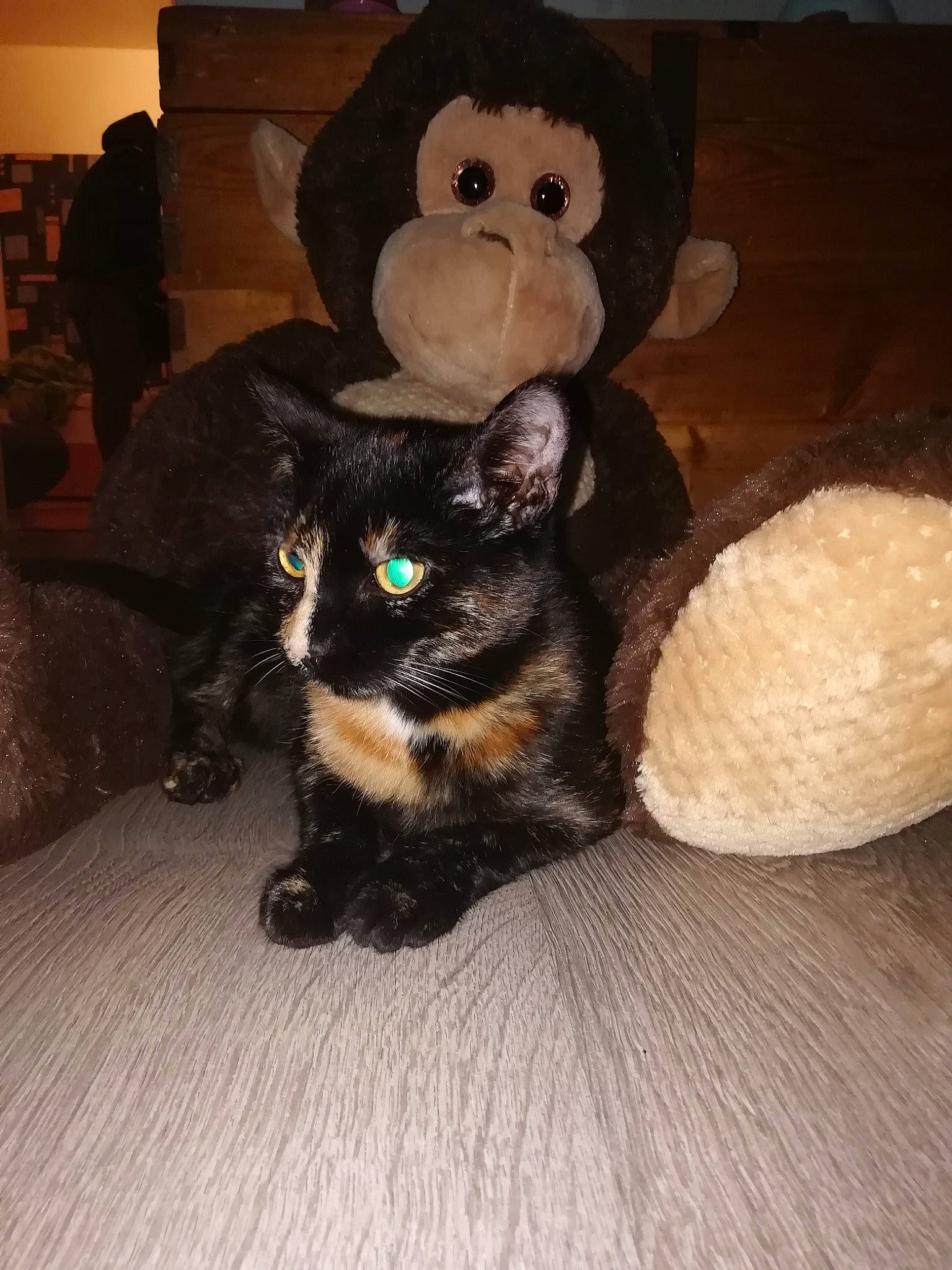 Marla a rejoint le concours — aidez-le/la à gagner de superbes lots ! canidae, carnivore, cat, fawn, felidae, fur, plush, small_to_medium_sized_cats, stuffed_toy, teddy_bear, toy, whiskers