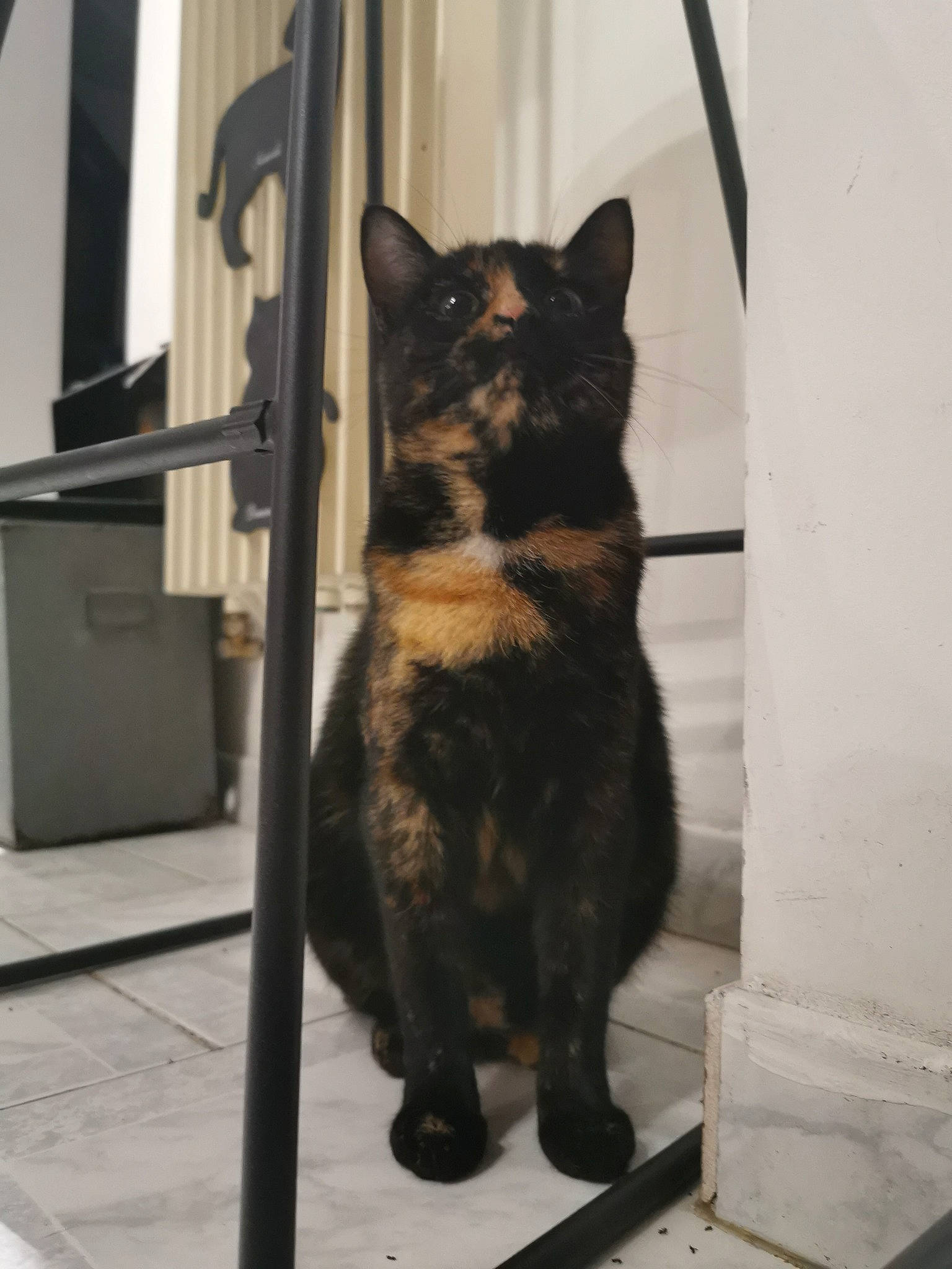 Marla a rejoint le concours — aidez-le/la à gagner de superbes lots ! canidae, carnivore, cat, dog_breed, felidae, small_to_medium_sized_cats