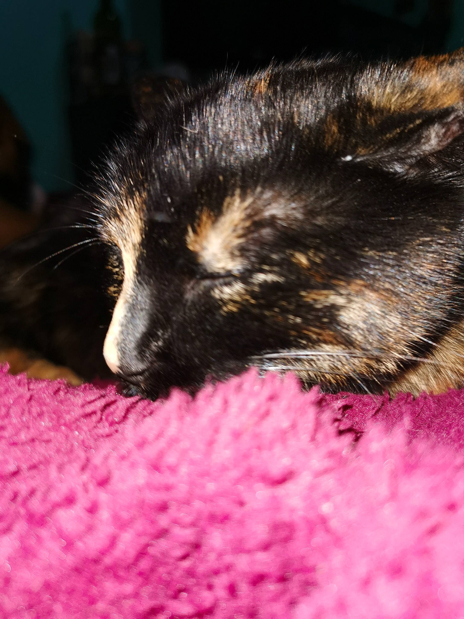 Marla participe au concours pour gagner de l'argent avec cette photo : carnivore, cat, claw, close_up, felidae, fur, kitten, nap, pink, sleep, small_to_medium_sized_cats, snout, whiskers