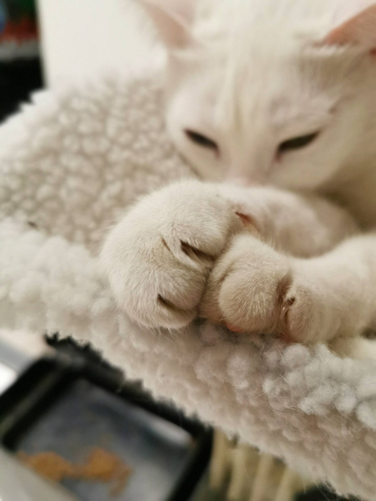 Shiro participe au concours pour gagner de l'argent avec cette photo : asian, burmilla, carnivore, cat, claw, colorpoint_shorthair, ear, felidae, fur, khao_manee, kitten, nap, paw, sleep, small_to_medium_sized_cats, turkish_angora, turkish_van, whiskers