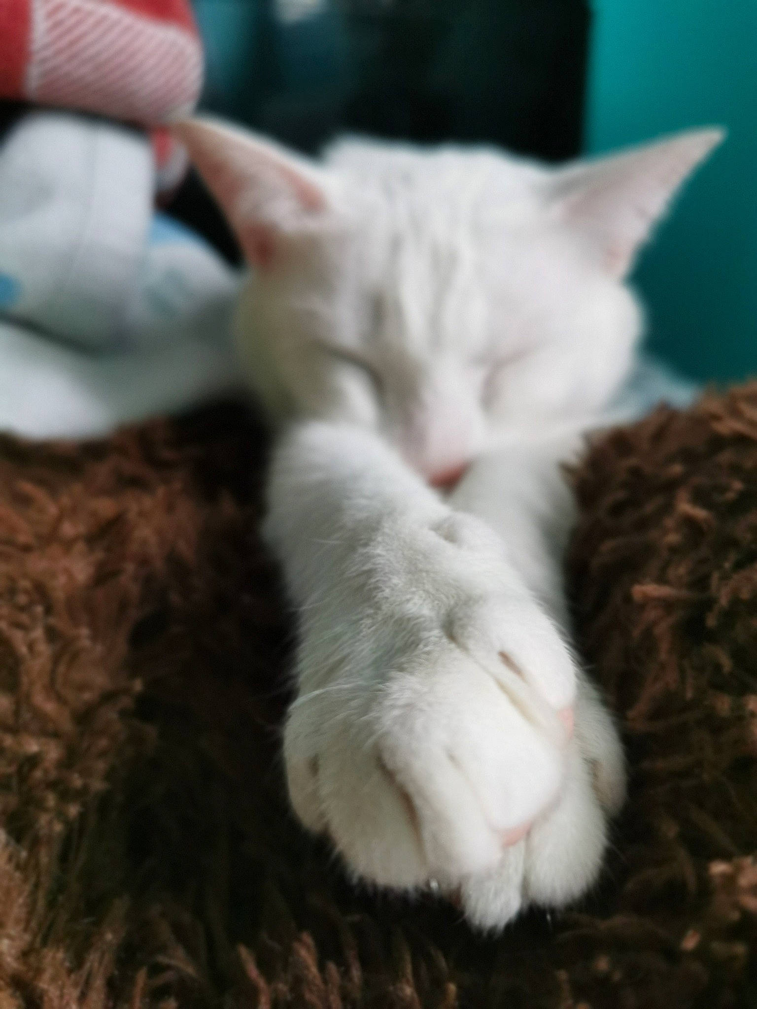 Shiro a rejoint le concours — aidez-le/la à gagner de superbes lots ! asian, carnivore, cat, claw, colorpoint_shorthair, ear, european_shorthair, felidae, fur, khao_manee, kitten, mammal, nap, nose, polydactyl_cat, sleep, small_to_medium_sized_cats, turkish_angora, turkish_van, whiskers