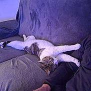 Natchos participe au concours pour gagner de l'argent avec cette photo : cat, couch, blanket, sleeping, relaxed, indoor, resting, feline, pet, purple_lighting, human_arm, cozy, fur, striped_cat, comfort, home, lounging, animal, soft_texture, casual