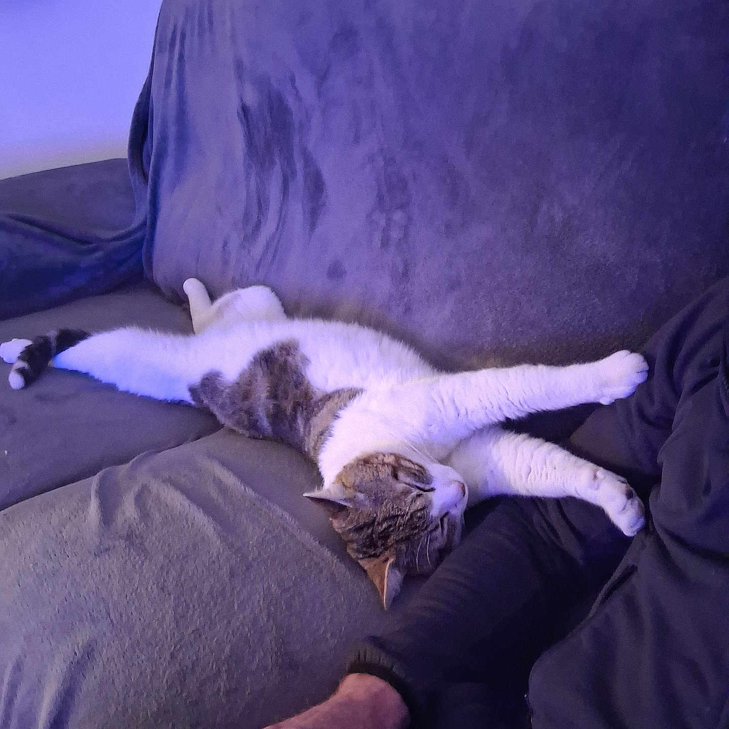 Natchos participe au concours pour gagner de l'argent avec cette photo : animal, blanket, casual, cat, comfort, couch, cozy, feline, fur, home, human_arm, indoor, lounging, pet, purple_lighting, relaxed, resting, sleeping, soft_texture, striped_cat