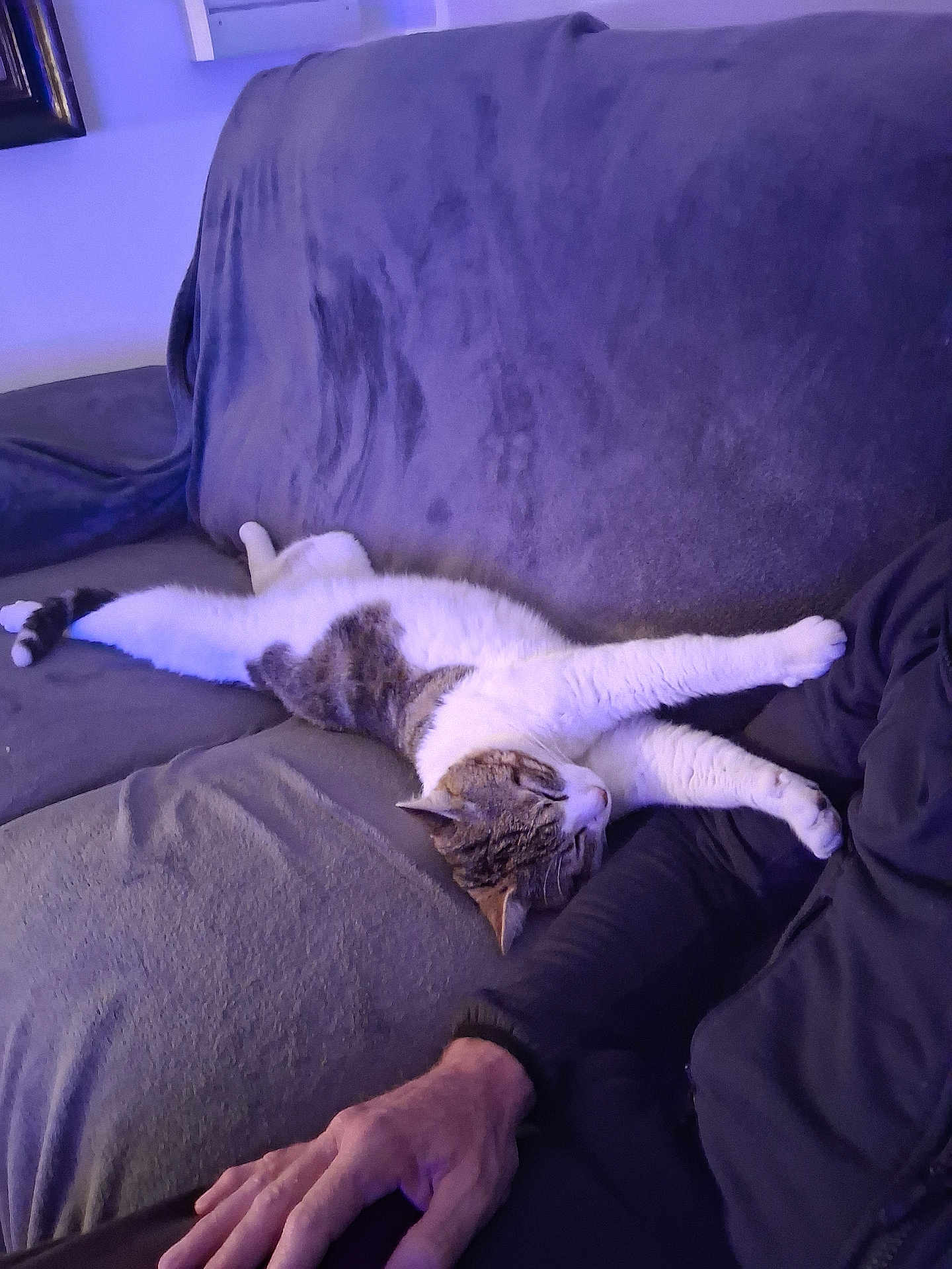 Natchos participe au concours pour gagner de l'argent avec cette photo : cat, couch, blanket, sleeping, relaxed, indoor, resting, feline, pet, purple_lighting, human_arm, cozy, fur, striped_cat, comfort, home, lounging, animal, soft_texture, casual