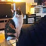 cat, indoor, living_room, table, glass_table, furniture, curious, pet, animal, domestic_cat, fur, white, brown, black, eyes, sitting, cozy, warm_light, home, background