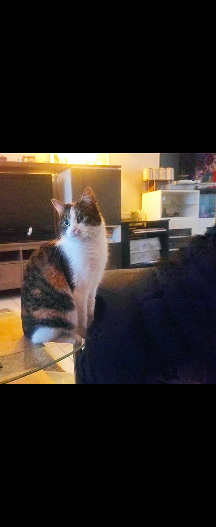 Juju a rejoint le concours — aidez-le/la à gagner de superbes lots ! cat, indoor, living_room, table, glass_table, furniture, curious, pet, animal, domestic_cat, fur, white, brown, black, eyes, sitting, cozy, warm_light, home, background