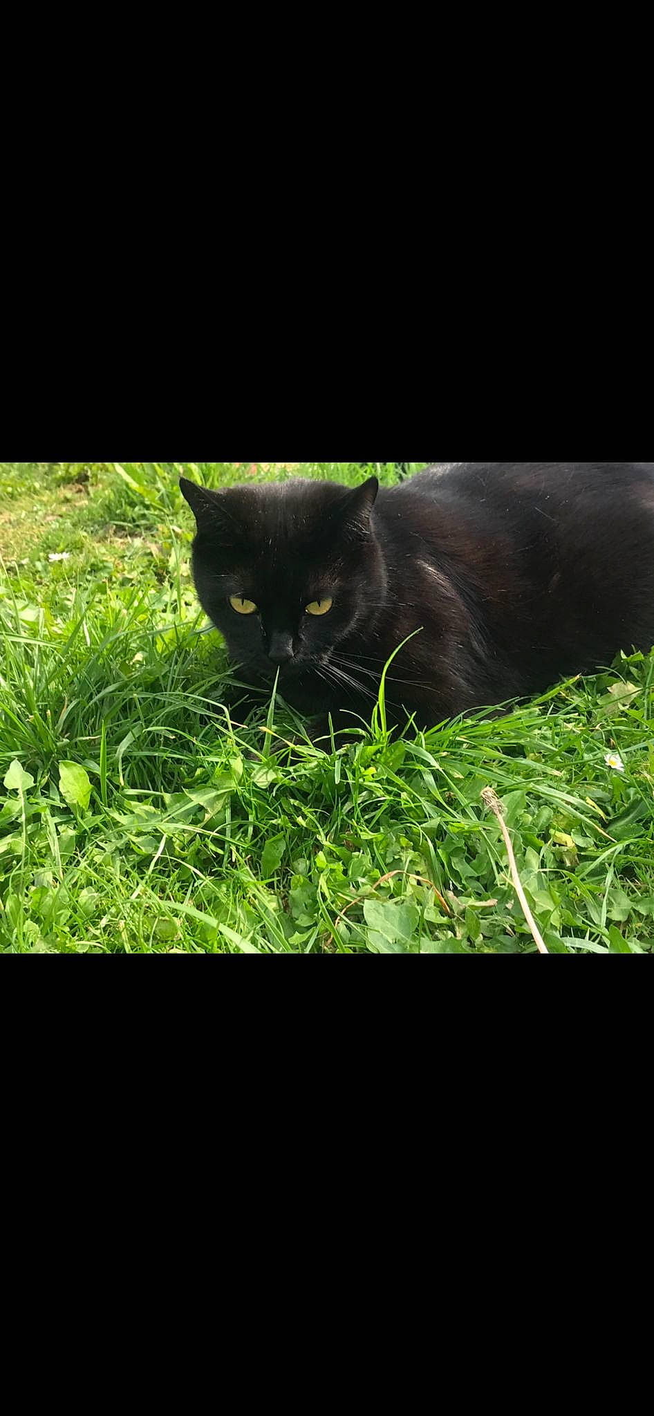 Kara is registered to the contest to win money with this photo: black_cat, bombay, carnivore, cat, darkness, domestic_short_haired_cat, felidae, fur, grass, groundcover, photo_caption, plant, small_to_medium_sized_cats, snout, tail, terrestrial_animal, whiskers, wildlife