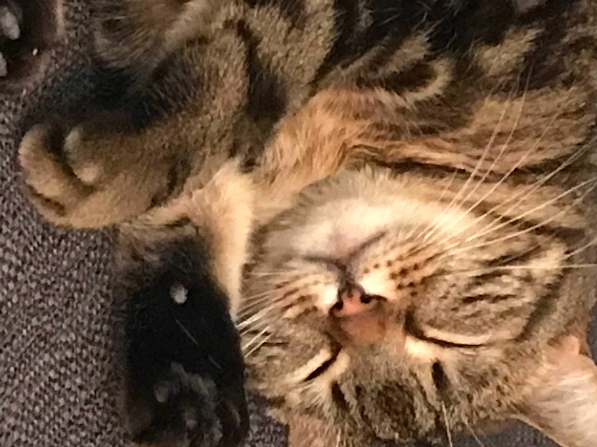 Queenie joined the competition — help win amazing prizes! carnivore, cat, close_up, comfort, domestic_short_haired_cat, felidae, fur, nap, paw, sleep, small_to_medium_sized_cats, snout, terrestrial_animal, whiskers, wildlife, wood