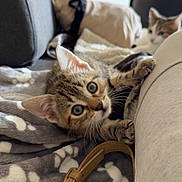 Yuki participe au concours pour gagner de l'argent avec cette photo : cat, kitten, tabby_cat, orange_and_white_cat, two_cats, animal, pet, cute, curious, playful, indoors, living_room, couch, blanket, gray_blanket, furniture, handbag, strap, close_up, portrait