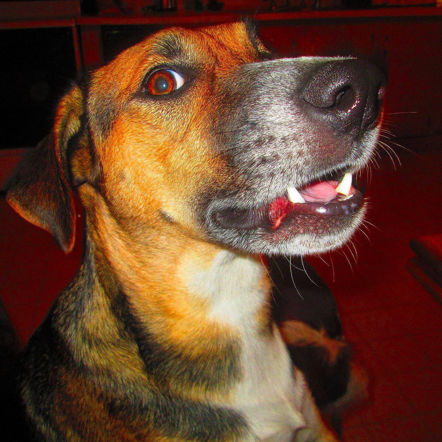 Abbey is registered to the contest to win money with this photo: canidae, carnivore, collar, companion_dog, dog, dog_breed, dog_collar, fawn, fur, hunting_dog, pet_supply, snout, sporting_group, terrestrial_animal, whiskers, working_animal, working_dog