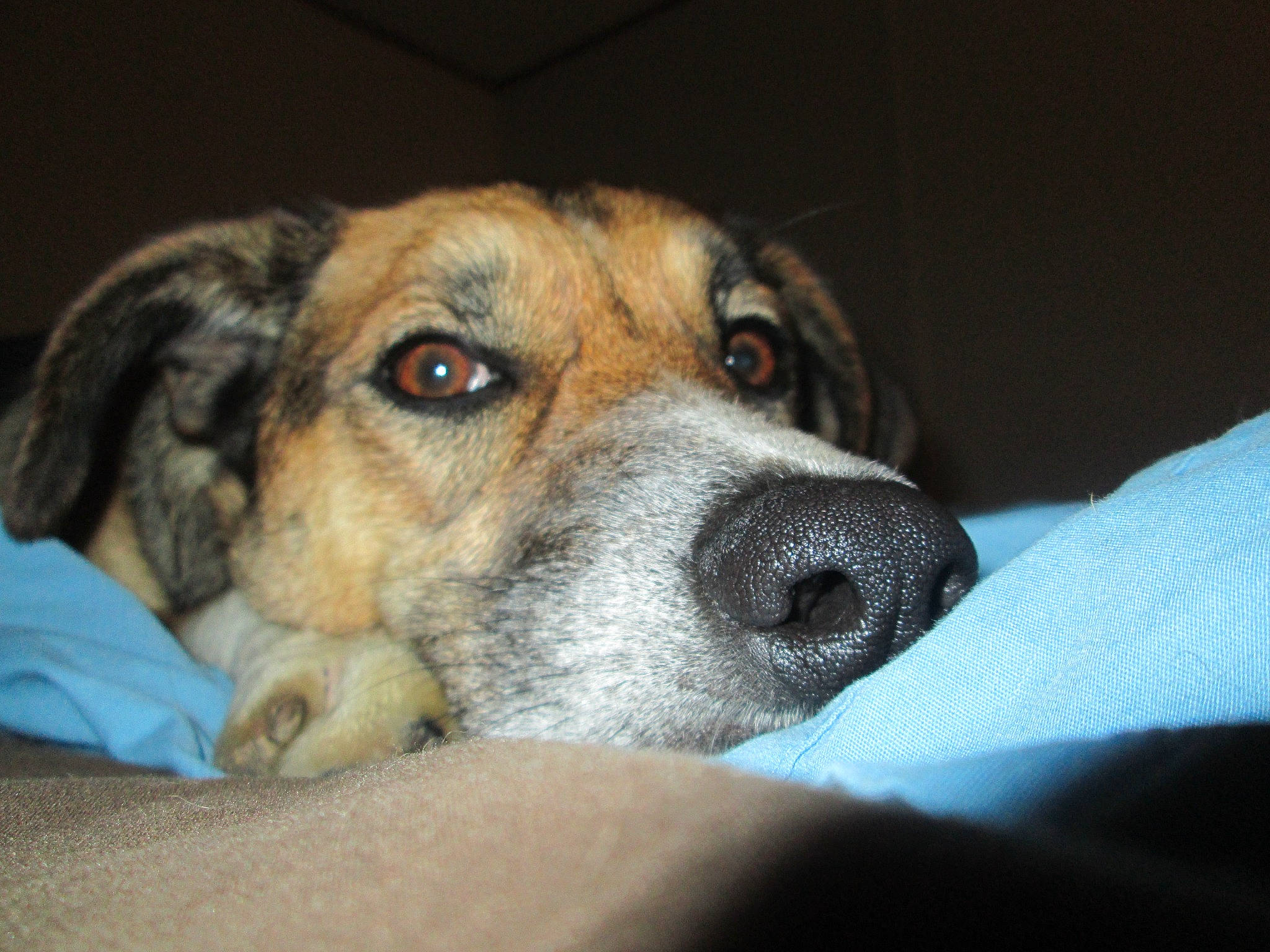 Abbey is registered to the contest to win money with this photo: ball, bored, canidae, carnivore, comfort, companion_dog, dog, dog_breed, ear, fawn, fur, puppy, scent_hound, snout, sporting_group, terrestrial_animal, whiskers, working_dog