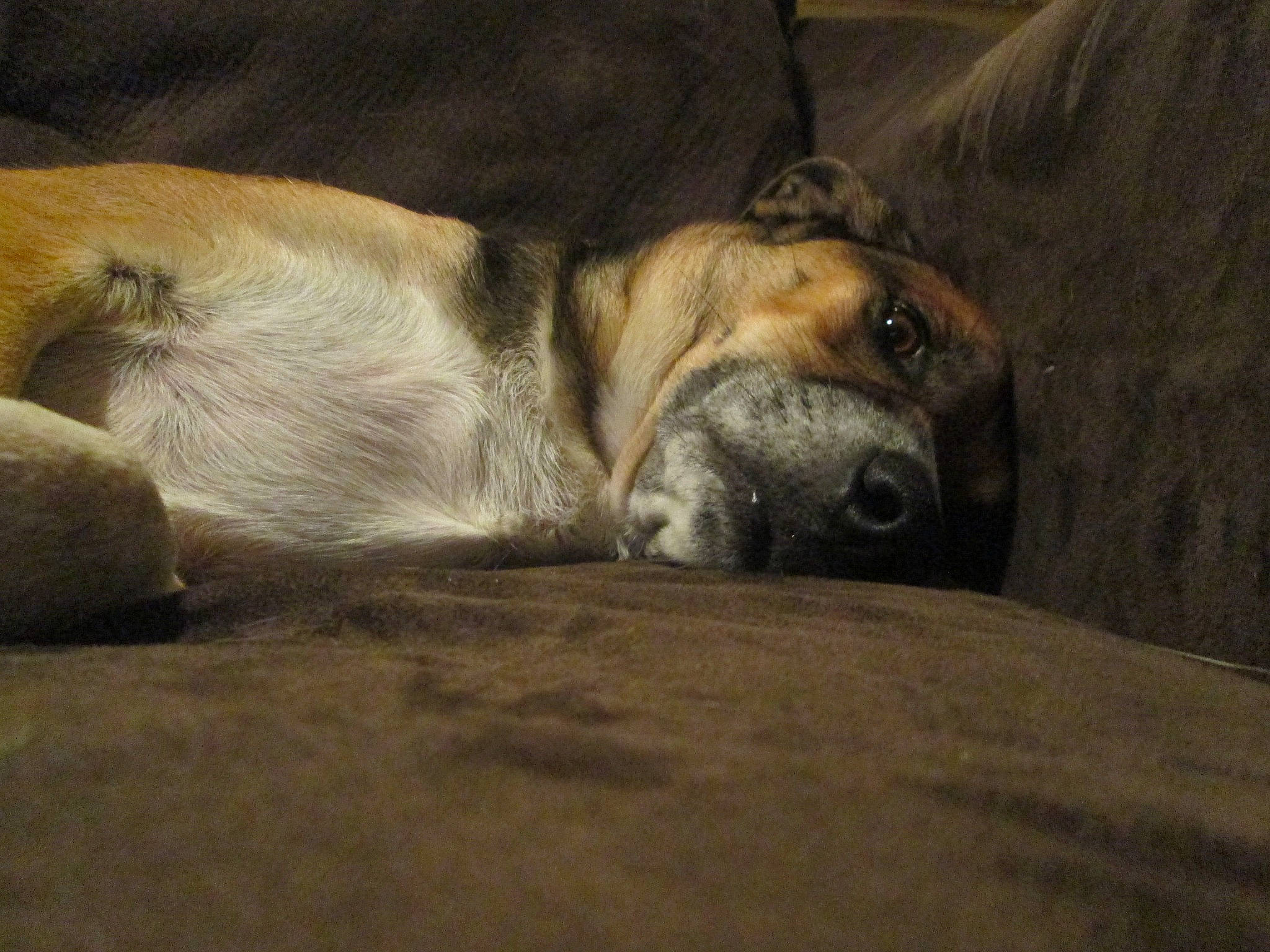 Abbey is registered to the contest to win money with this photo: bored, canidae, carnivore, comfort, companion_dog, dog, dog_breed, fawn, guard_dog, nap, non_sporting_group, sleep, snout, sporting_group, terrestrial_animal, whiskers, wildlife, wood, wrinkle