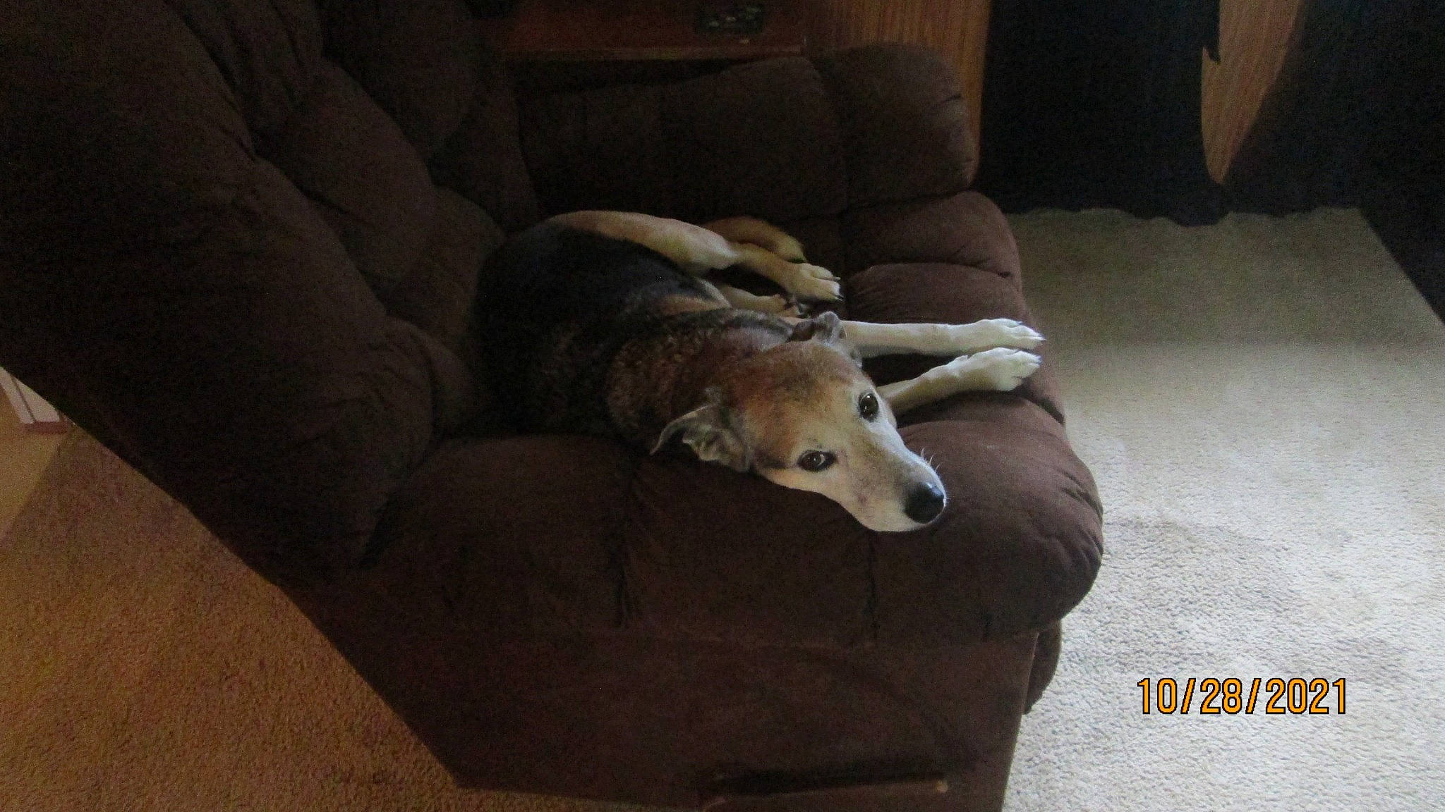 Abbey joined the competition — help win amazing prizes! carnivore, comfort, companion_dog, couch, dog, dog_breed, fawn, flooring, fur, furniture, grey, hardwood, room, sleeper_chair, snout, sporting_group, tail, terrestrial_animal, wood, working_animal