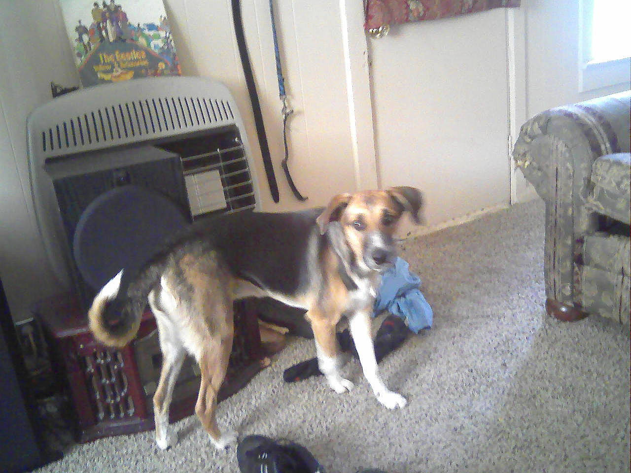 Abbey is registered to the contest to win money with this photo: canidae, carnivore, companion_dog, dog, dog_breed, floor, flooring, hardwood, machine, paw, picture_frame, room, sporting_group, tail, wood, working_dog