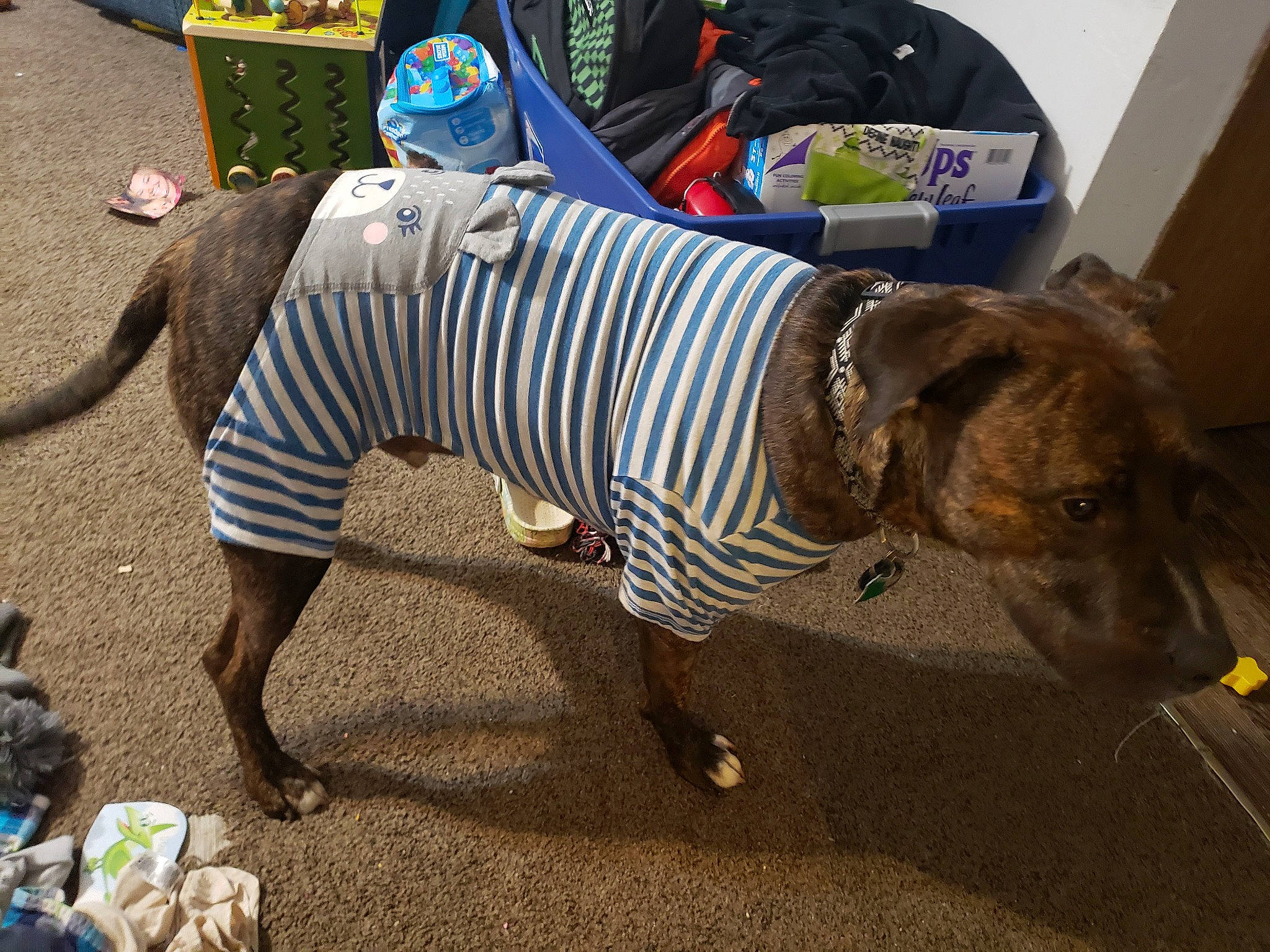 Polo is registered to the contest to win money with this photo: bag, carnivore, collar, companion_dog, dog, dog_breed, dog_clothes, dog_supply, eyewear, fashion_accessory, fur, hat, leash, personal_protective_equipment, pet_supply, snout, soil, sunglasses, terrestrial_animal, working_animal