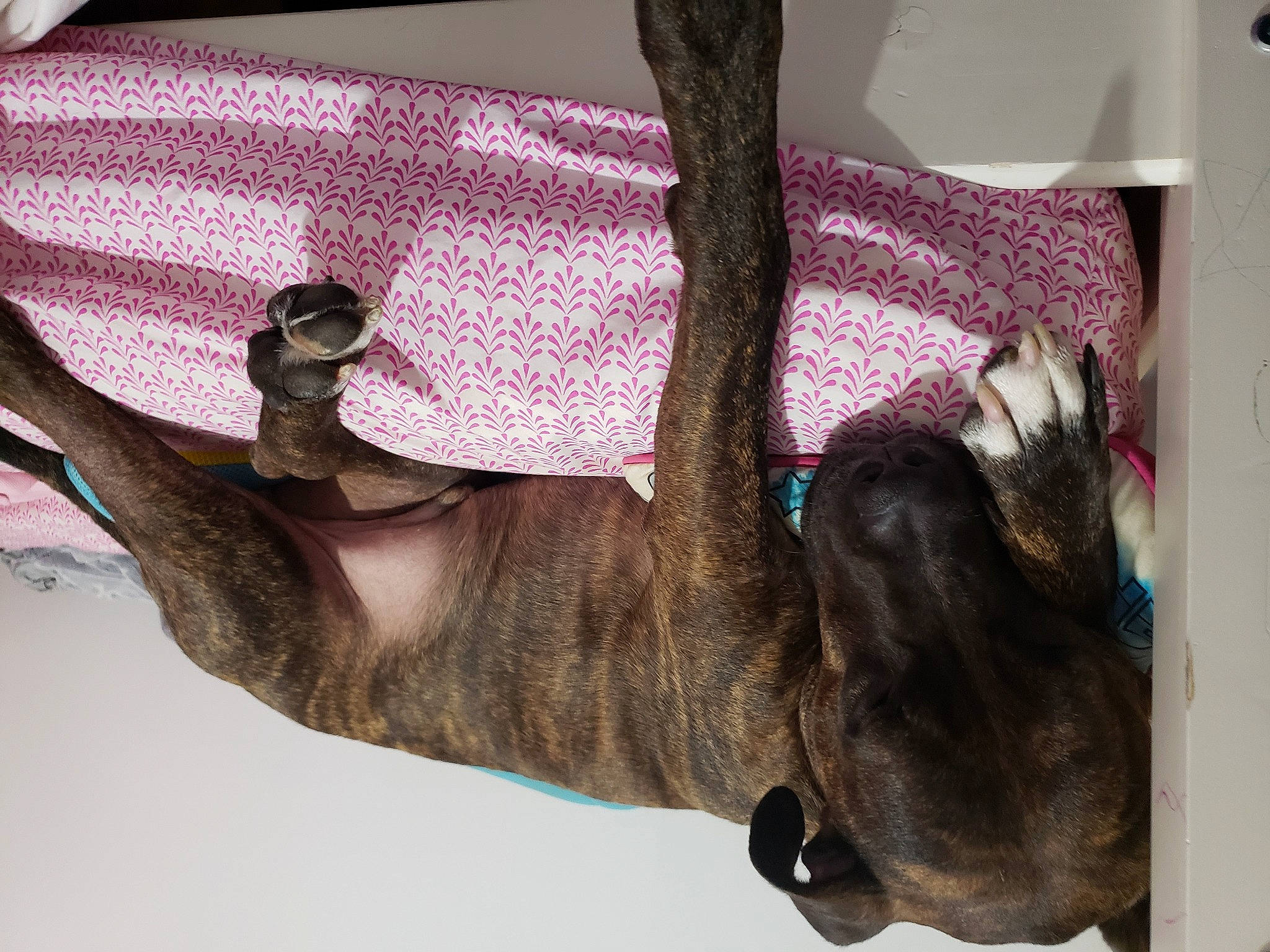 Polo is registered to the contest to win money with this photo: carnivore, comfort, companion_dog, dog, dog_breed, ear, fawn, flesh, foot, fur, gesture, human_leg, liver, magenta, snout, sporting_group, tail, working_animal, wrinkle, wrist