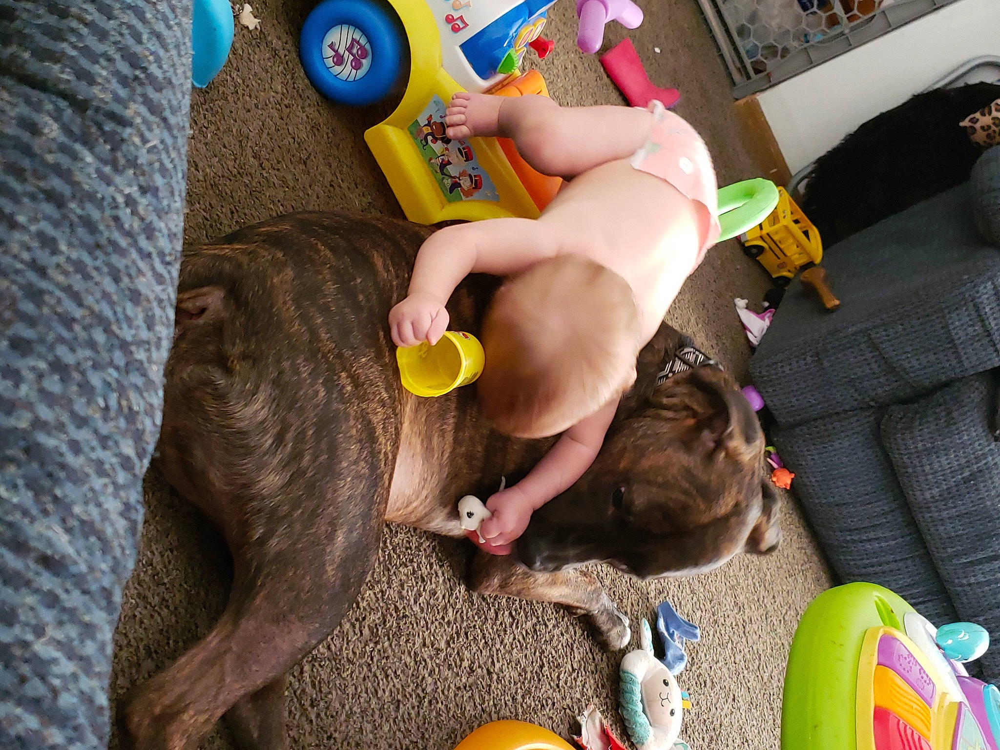 Polo joined the competition — help win amazing prizes! ball, child, comfort, companion_dog, dog, dog_breed, dog_supply, fawn, foot, fun, fur, human_leg, leisure, mammal, play, stuffed_toy, tail, thigh, toy, working_animal