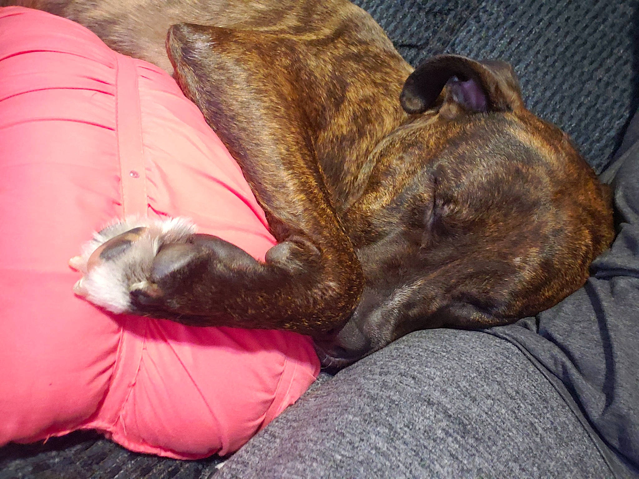 Polo is registered to the contest to win money with this photo: canidae, carnivore, claw, comfort, companion_dog, dog, dog_breed, fawn, felidae, fur, liver, mammal, nap, paw, small_to_medium_sized_cats, snout, sporting_group, terrestrial_animal, whiskers, working_animal