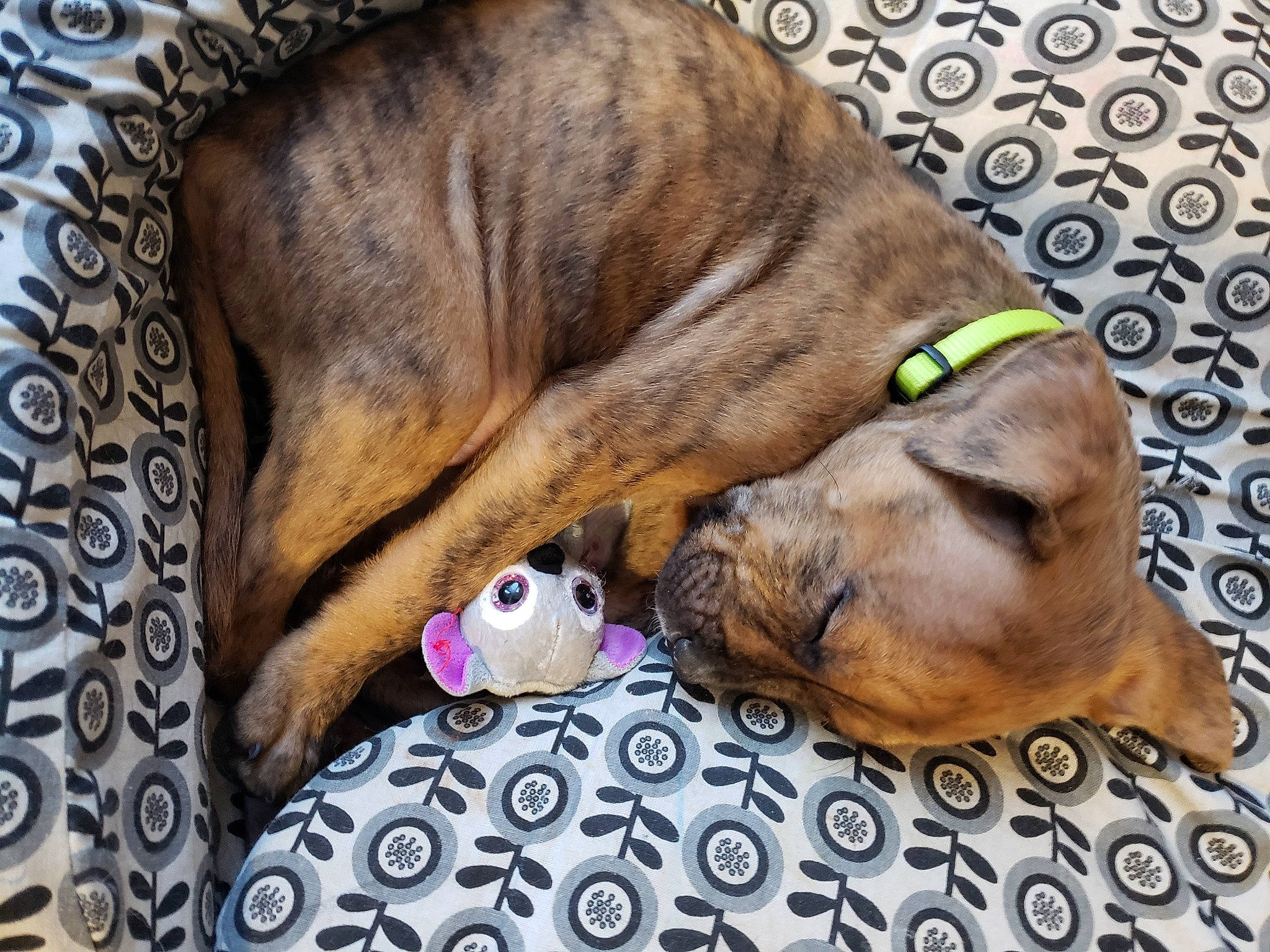 Princess Peach joined the competition — help win amazing prizes! canidae, carnivore, collar, comfort, companion_dog, dog, dog_breed, dog_collar, dog_supply, ear, fawn, fur, liver, mammal, pet_supply, snout, sporting_group, vertebrate, whiskers, working_animal