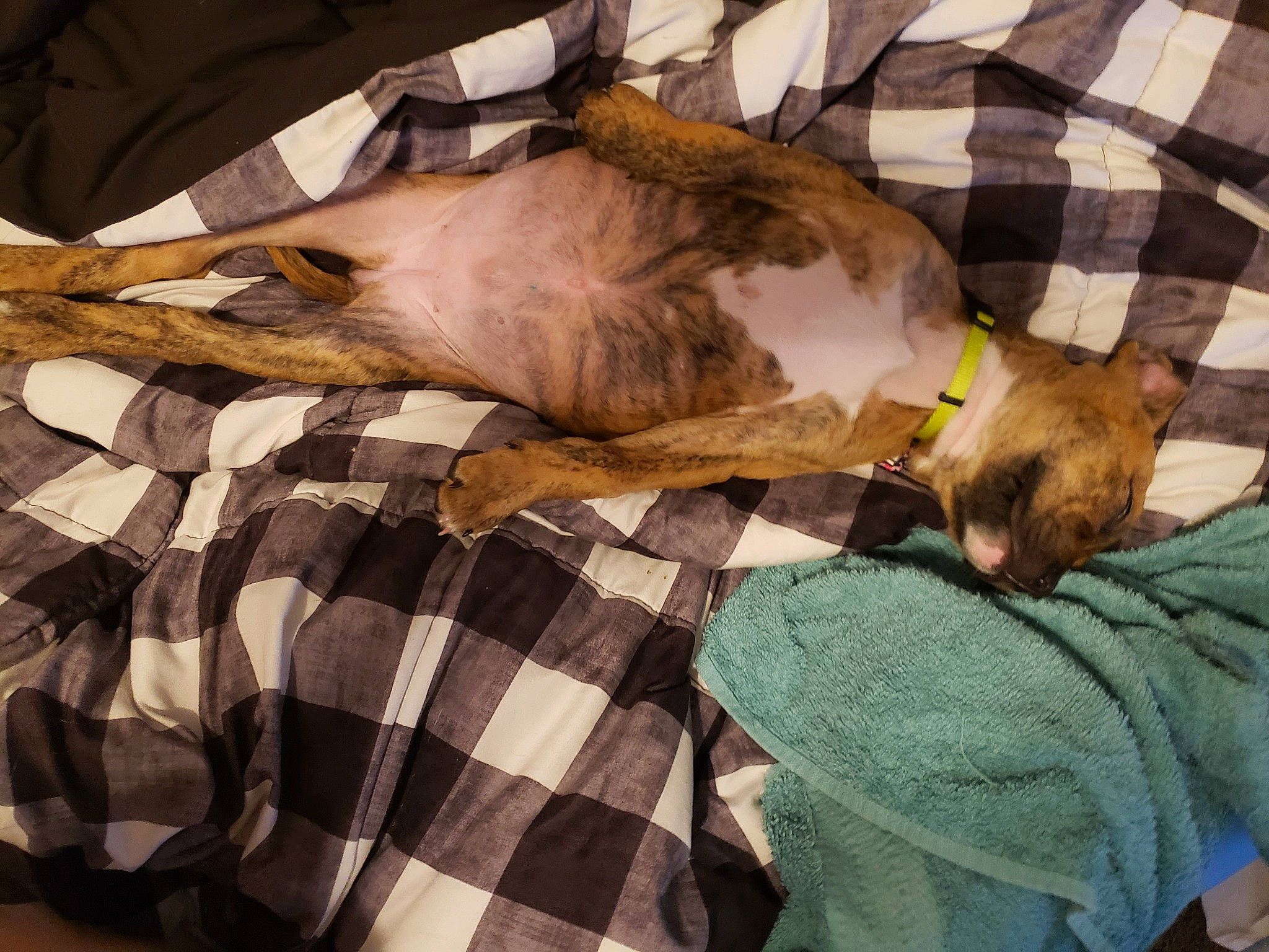 Princess Peach is registered to the contest to win money with this photo: canidae, carnivore, comfort, companion_dog, couch, dog, dog_breed, fawn, felidae, fur, linens, pattern, plaid, small_to_medium_sized_cats, sporting_group, tartan, textile, whiskers, wood, working_animal