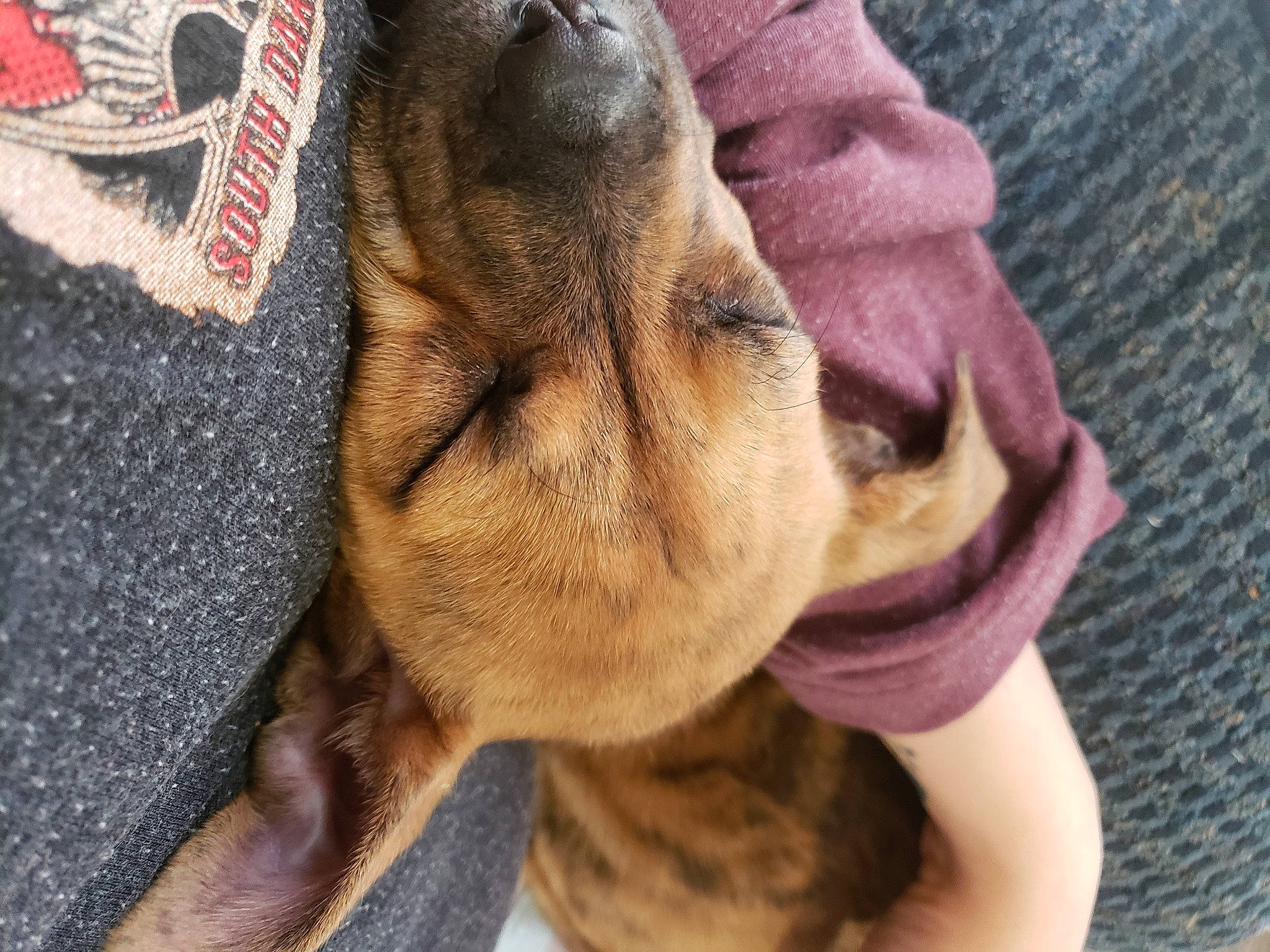 Princess Peach is registered to the contest to win money with this photo: canidae, carnivore, close_up, companion_dog, dog, dog_breed, ear, fawn, felidae, foot, fur, gesture, liver, paw, selfie, snout, sporting_group, whiskers, working_animal, wrinkle