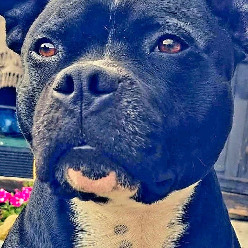 Nasko a rejoint le concours — aidez-le/la à gagner de superbes lots ! animal, background_blur, black_fur, brown_eyes, calm, canine, close_up, daylight, dog, ears, flowers, fur_texture, nostrils, outdoor, pet, portrait, snout, thoughtful, whiskers, white_fur