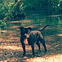 dog, black_dog, outdoor, water, creek, trees, nature, sunlight, grass, riverbank, animal, pet, canine, forest, leaves, shallow_water, smiling_dog, daylight, wildlife, playful