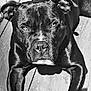 dog, black_and_white, close_up, portrait, animal, pet, canine, muscular, outdoor, wooden_floor, lying_down, serious_expression, shiny_coat, ears, face, legs, sunlight, shadow, fur, muzzle