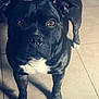 dog, black_dog, pet, animal, canine, brown_eyes, white_markings, standing, tile_floor, curious, attentive, close_up, indoor, paw, ears, snout, fur, looking_up, companion, friendly