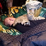 Thanos participe au concours pour gagner de l'argent avec cette photo : animal, blanket, cat, clothing, couch, cozy, domestic_cat, fur, furniture, head, home, indoor, laying_down, patterned_fabric, person, pet, relaxing, resting, sleeping, tabby_cat