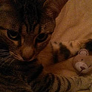 Chips participe au concours pour gagner de l'argent avec cette photo :