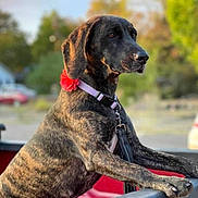 Audrey Ann joined the competition — help win amazing prizes! dog, brindle, collar, flower, pet, animal, outdoor, truck_bed, parked_cars, nature, trees, leisure, daylight, muzzle, ears, fur, paws, canine, alert, side_view