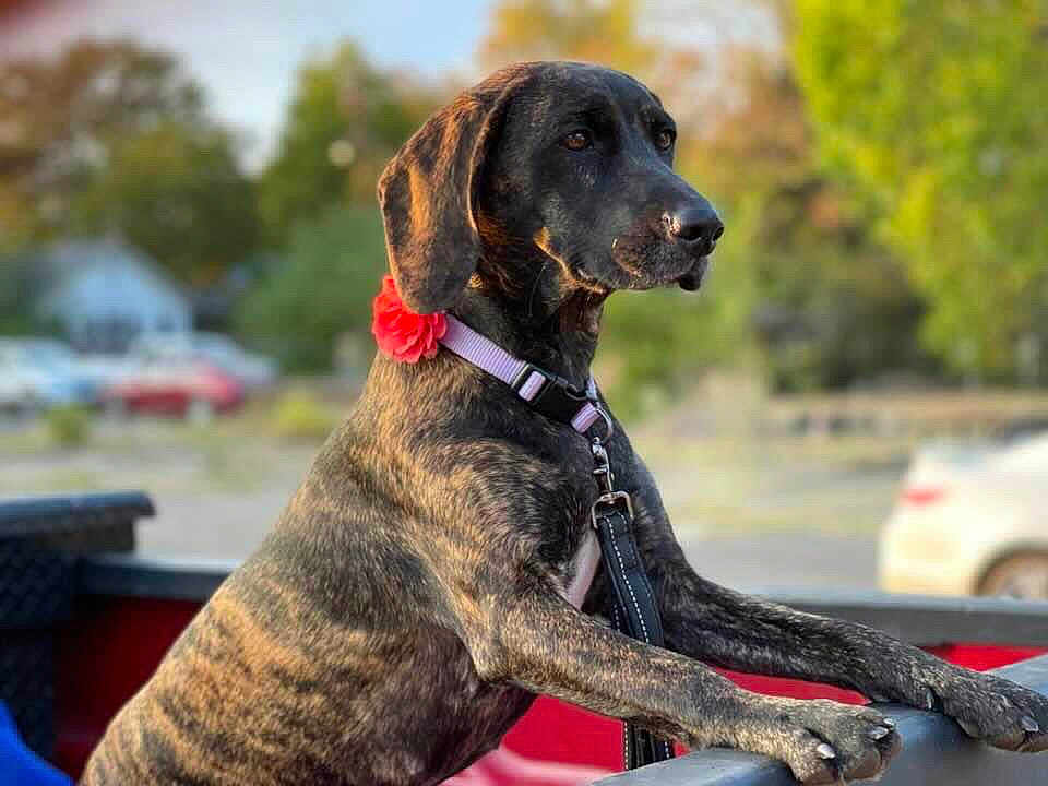 Audrey Ann joined the competition — help win amazing prizes! dog, brindle, collar, flower, pet, animal, outdoor, truck_bed, parked_cars, nature, trees, leisure, daylight, muzzle, ears, fur, paws, canine, alert, side_view