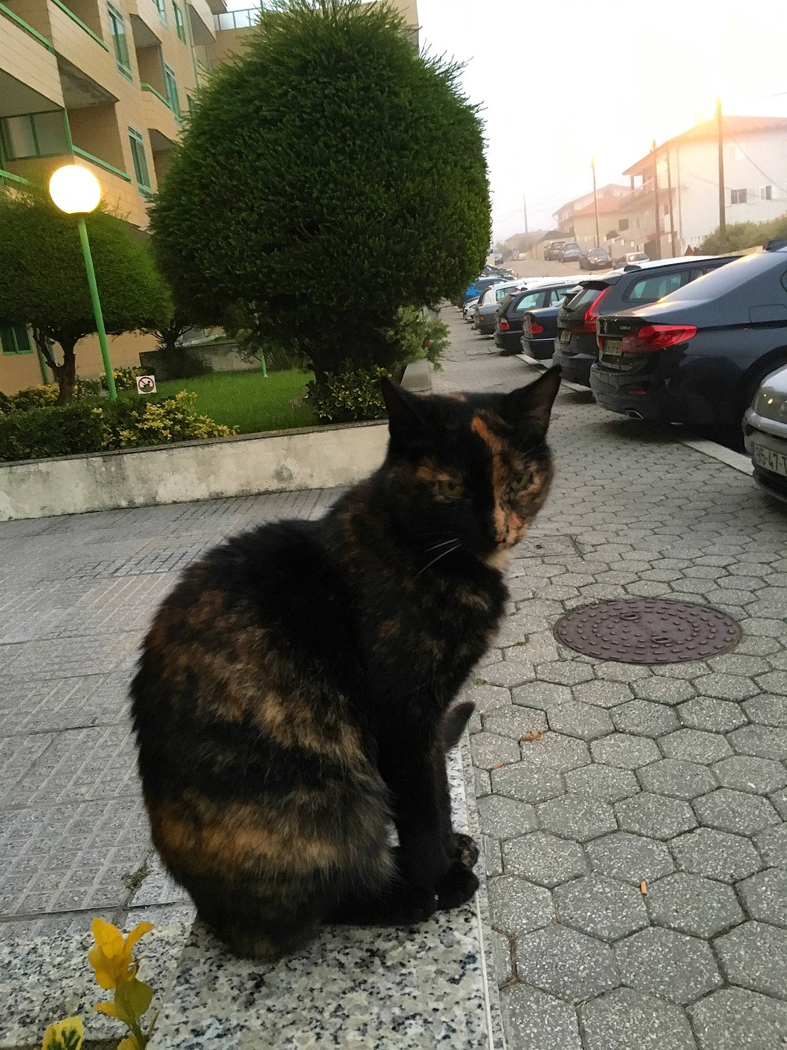 Guiness a rejoint le concours — aidez-le/la à gagner de superbes lots ! asphalt, car, carnivore, cat, felidae, grass, morning, plant, road, road_surface, sidewalk, small_to_medium_sized_cats, snout, street_light, tail, tire, tree, wheel, whiskers, window