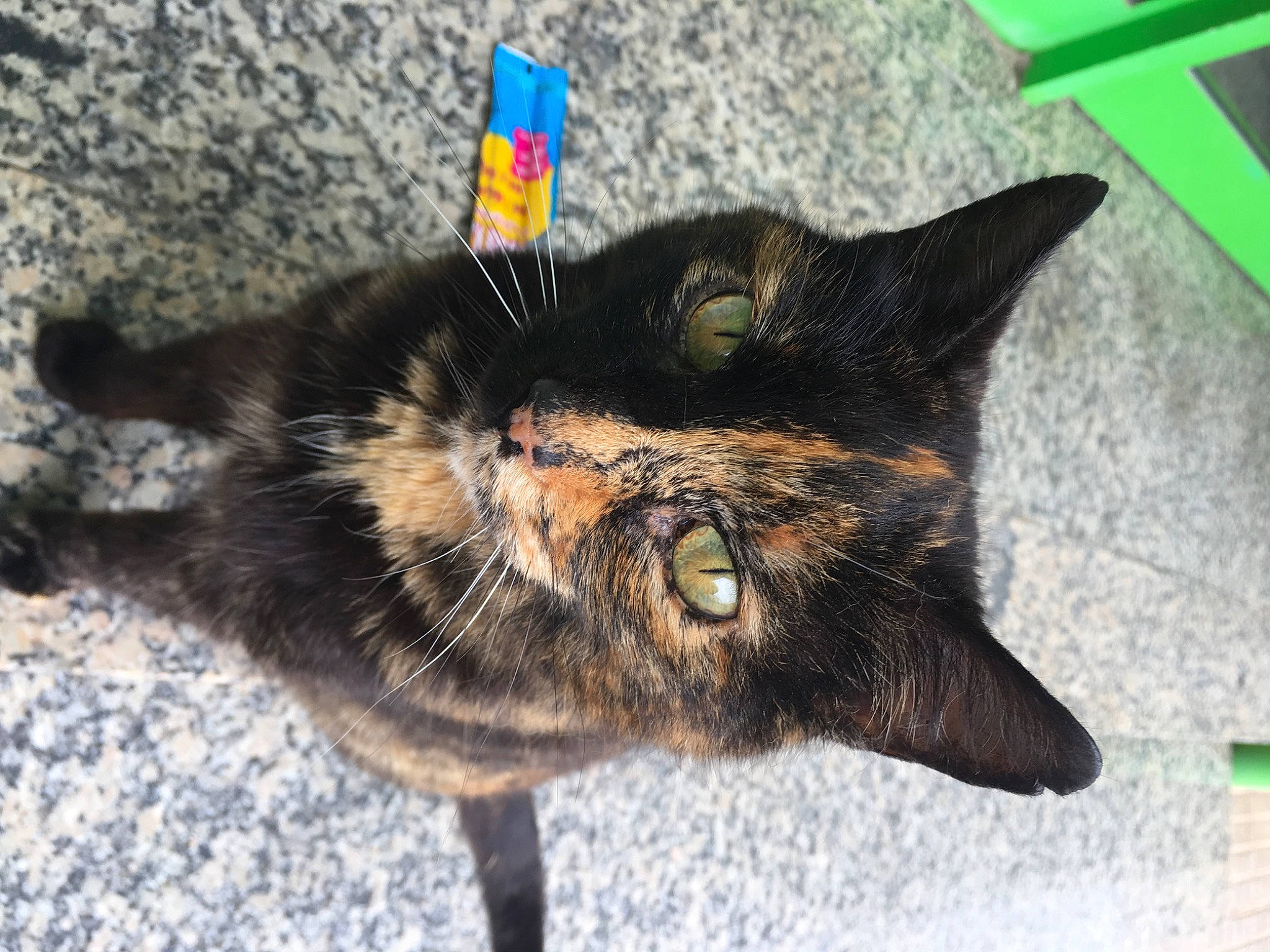 Guiness a rejoint le concours — aidez-le/la à gagner de superbes lots ! black_cat, carnivore, cat, claw, domestic_short_haired_cat, felidae, fur, grass, paw, small_to_medium_sized_cats, snout, tail, terrestrial_animal, whiskers