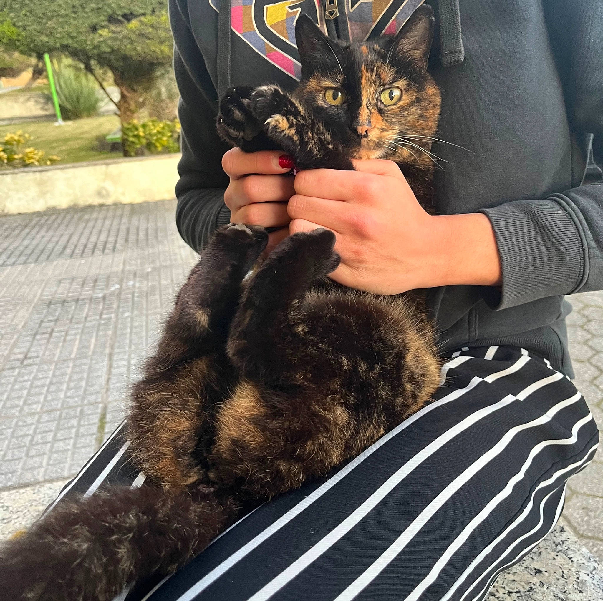 Guiness a rejoint le concours — aidez-le/la à gagner de superbes lots ! arm, bag, carnivore, cat, claw, comfort, domestic_short_haired_cat, felidae, fur, gesture, hand, human_leg, lap, long_hair, plant, sitting, sleeve, small_to_medium_sized_cats, thigh, whiskers