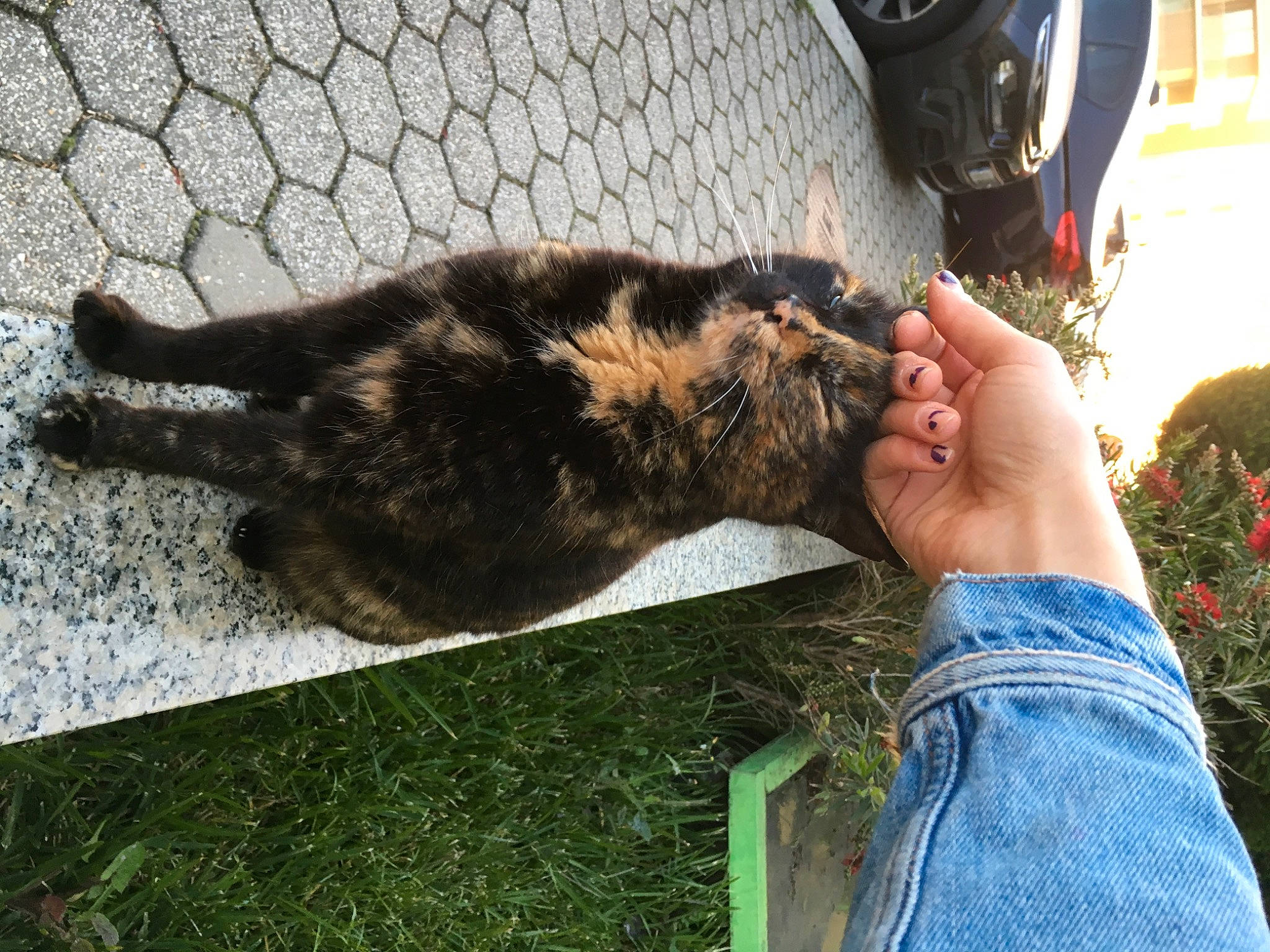 Guiness participe au concours pour gagner de l'argent avec cette photo : automotive_tire, canidae, carnivore, cat, dog_breed, domestic_short_haired_cat, felidae, fur, gesture, grass, human_leg, plant, small_to_medium_sized_cats, snout, sporting_group, tail, terrestrial_animal, tire, vehicle, whiskers