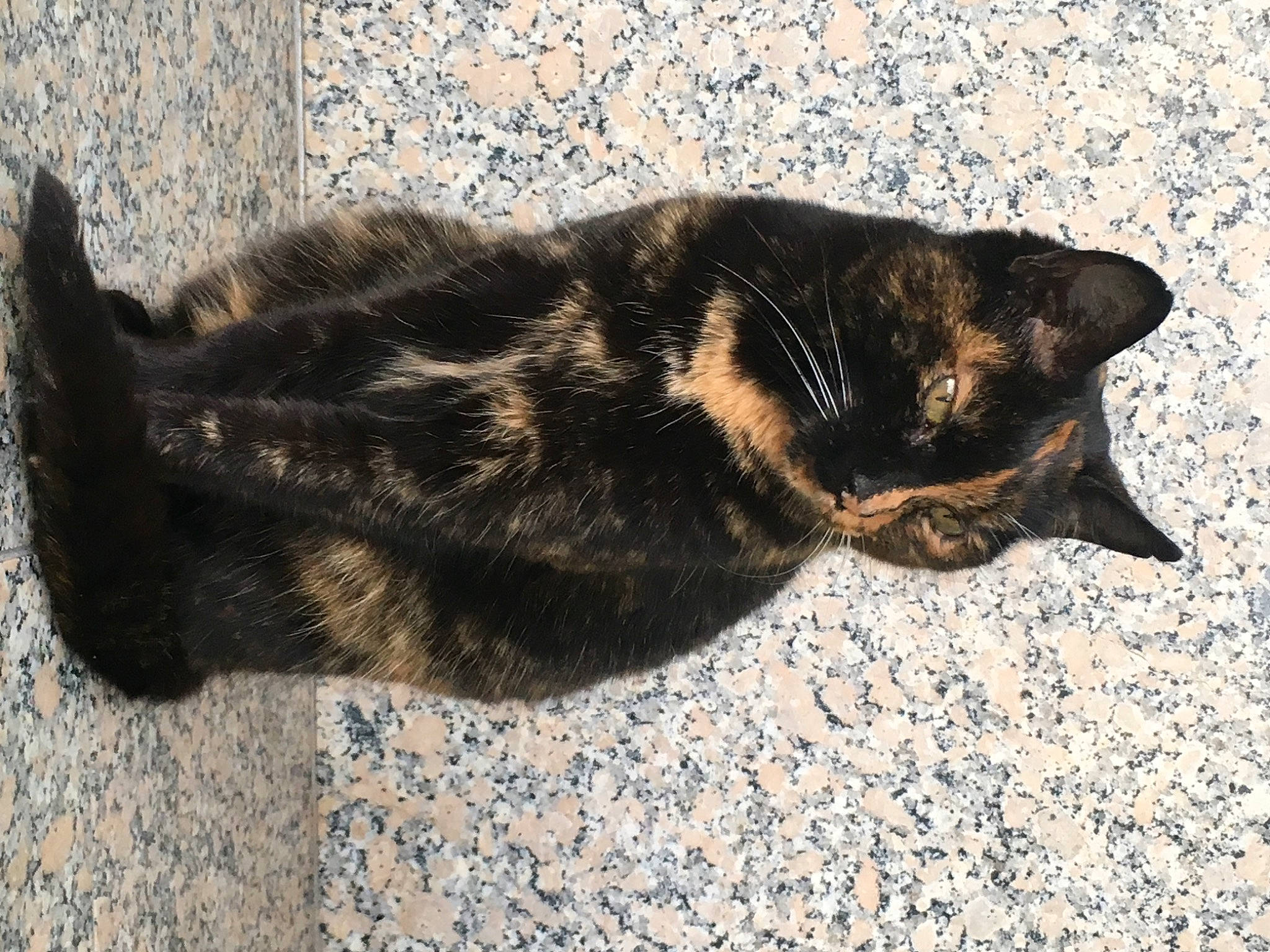 Guiness a rejoint le concours — aidez-le/la à gagner de superbes lots ! asphalt, black_cat, carnivore, cat, claw, dog_breed, domestic_short_haired_cat, felidae, flooring, fur, grass, paw, road_surface, shadow, small_to_medium_sized_cats, snout, sporting_group, tail, terrestrial_animal, whiskers