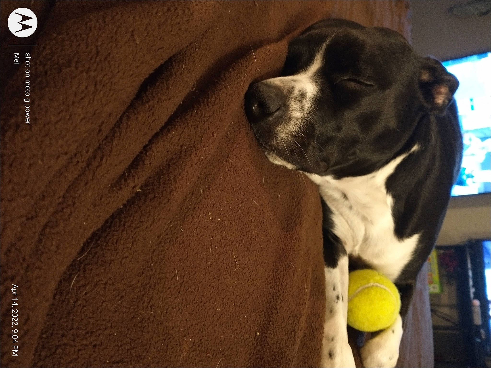 Freckles is registered to the contest to win money with this photo: ball, borador, canidae, carnivore, collar, companion_dog, dog, dog_breed, dog_collar, fawn, fur, non_sporting_group, puppy, snout, sporting_group, tennis_ball, whiskers, window, working_animal, working_dog