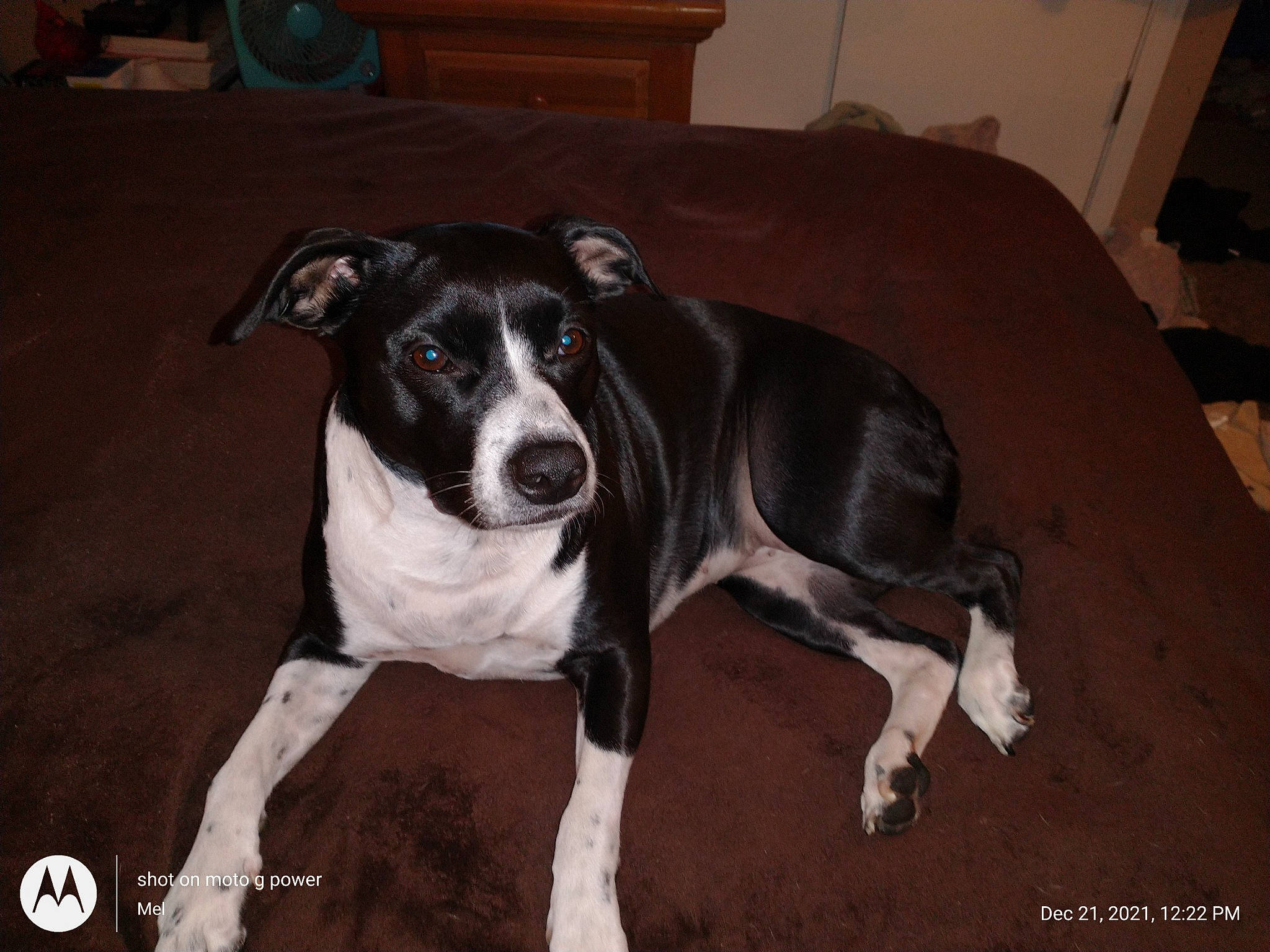 Freckles is registered to the contest to win money with this photo: canidae, carnivore, chair, collar, companion_dog, couch, dog, dog_breed, dog_supply, flooring, hardwood, living_room, non_sporting_group, picture_frame, snout, sporting_group, terrestrial_animal, whiskers, working_animal, working_dog