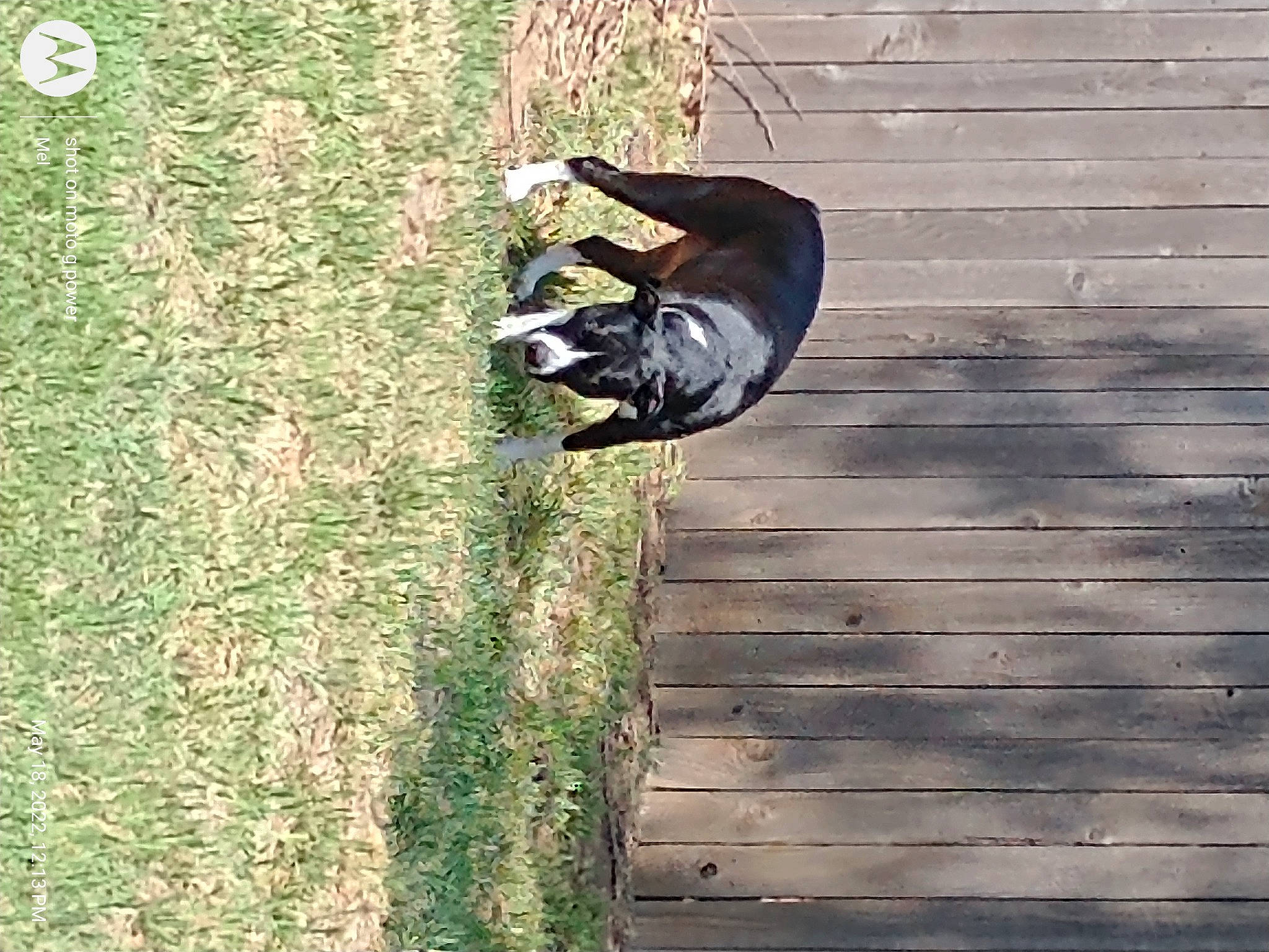 Freckles is registered to the contest to win money with this photo: canidae, carnivore, companion_dog, dog, dog_breed, fawn, flooring, grass, hardwood, outdoor_shoe, plank, plant, snout, soil, sporting_group, tail, tree, trunk, wildlife, wood