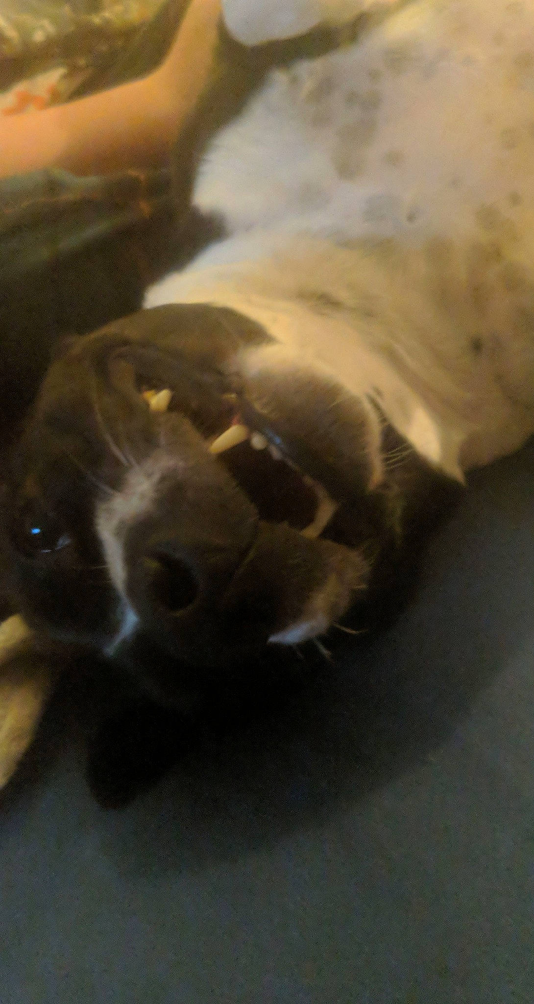 Freckles is registered to the contest to win money with this photo: canidae, carnivore, companion_dog, dog, dog_breed, fawn, felidae, fur, marine_mammal, nap, non_sporting_group, paw, puppy, small_to_medium_sized_cats, sporting_group, street_dog, terrestrial_animal, whiskers, working_animal