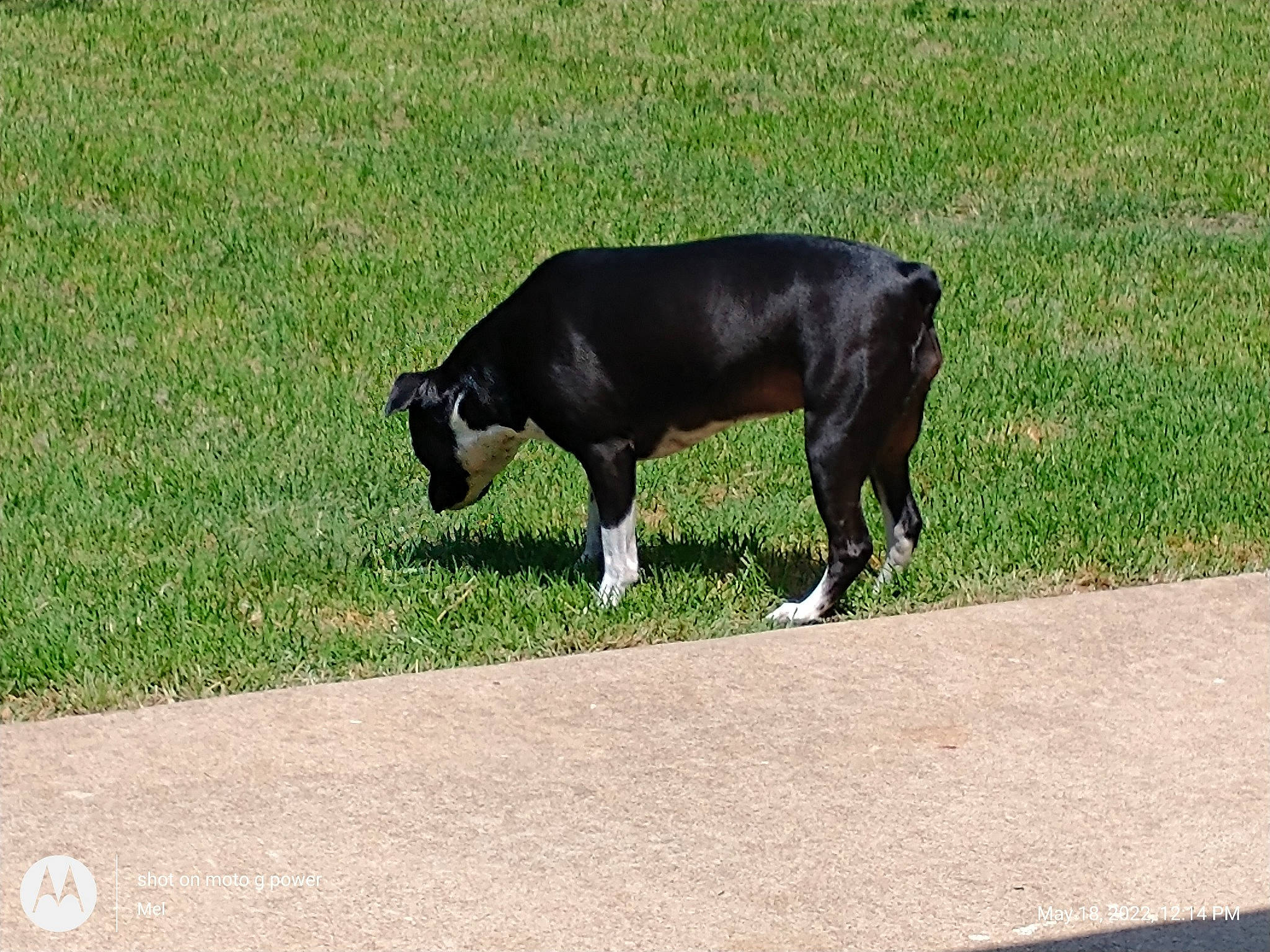 Freckles joined the competition — help win amazing prizes! art, asphalt, bovine, canidae, dairy_cow, dog_breed, fawn, grass, grassland, grazing, human_leg, landscape, livestock, pasture, plant, snout, sporting_group, tail, terrestrial_animal, working_animal