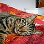 animal, bed, blanket, cat, closeup, comfort, cozy, domestic_cat, feline, fur, green_eyes, indoor, lying_down, pet, relaxed, resting, sleepy, striped, tabby_cat, whiskers