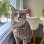 Mouchette a rejoint le concours — aidez-le/la à gagner de superbes lots ! cat, tabby, green_eyes, windowsill, indoor, pet, feline, fur, whiskers, blurred_background, window, natural_light, domestic_animal, sitting, closeup, cute, animal, portrait, calm, cozy