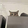 Mouchette participe au concours pour gagner de l'argent avec cette photo : animal, cat, closeup, curious, domestic_cat, ears, eyes, feline, fur, head, hidden, indoor, looking, mischievous, peeking, pet, playful, wall, whiskers, white_wall