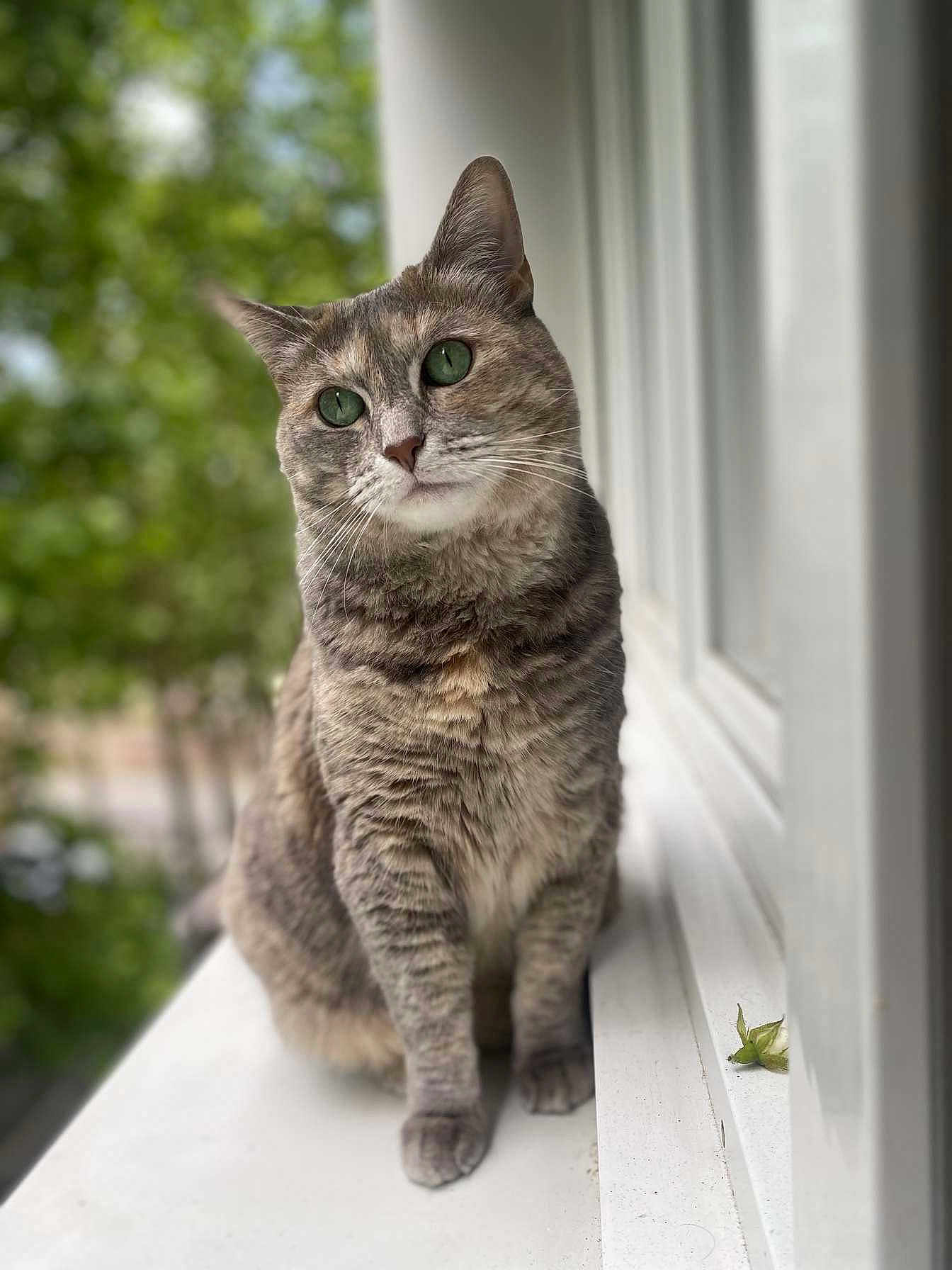 Mouchette a rejoint le concours — aidez-le/la à gagner de superbes lots ! cat, tabby, green_eyes, windowsill, sitting, curious, feline, pet, animal, fur, whiskers, outdoor_view, blurred_background, nature, daylight, portrait, closeup, window, domestic_animal, calm