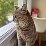 Mouchette a rejoint le concours — aidez-le/la à gagner de superbes lots ! cat, tabby_cat, windowsill, window, indoor, pet, feline, looking_outside, blurred_background, greenery, chair, domestic_animal, whiskers, fur, side_view, house, daylight, calm, sitting, closeup