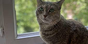 Mouchette a rejoint le concours — aidez-le/la à gagner de superbes lots ! cat, tabby_cat, indoor, window, radiator, green_eyes, feline, pet, animal, curious, sitting, fur, whiskers, domestic_cat, closeup, houseplant_background, natural_light, window_frame, soft_focus, cozy