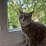 cat, tabby_cat, indoor, window, radiator, green_eyes, feline, pet, animal, curious, sitting, fur, whiskers, domestic_cat, closeup, houseplant_background, natural_light, window_frame, soft_focus, cozy